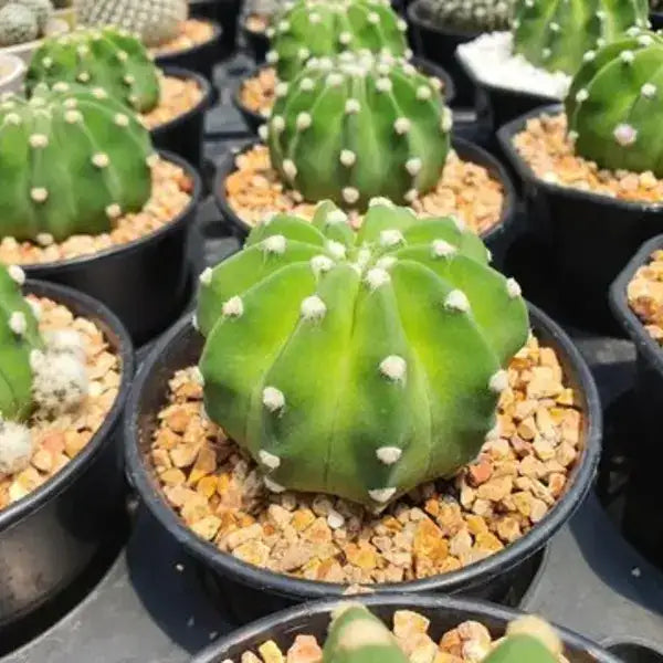 Echinopsis Subdenudata