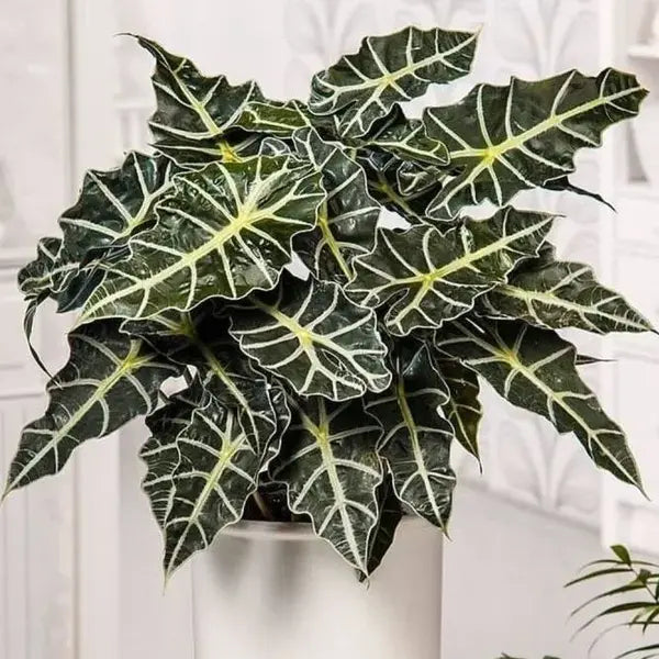 Alocasia Parasol - Rare