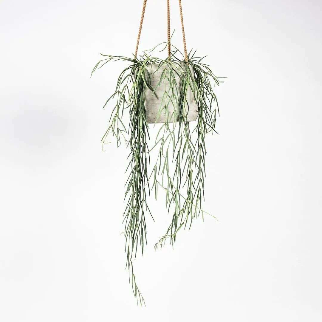 Mistletoe cactus (Pencil catcus miniature) 🌵