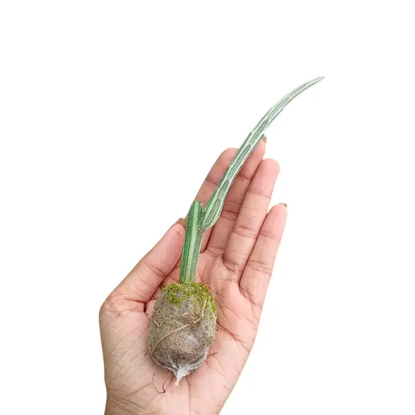 Pickle Plant, Kleinia Stapeliiformis, Candle Stick Plant