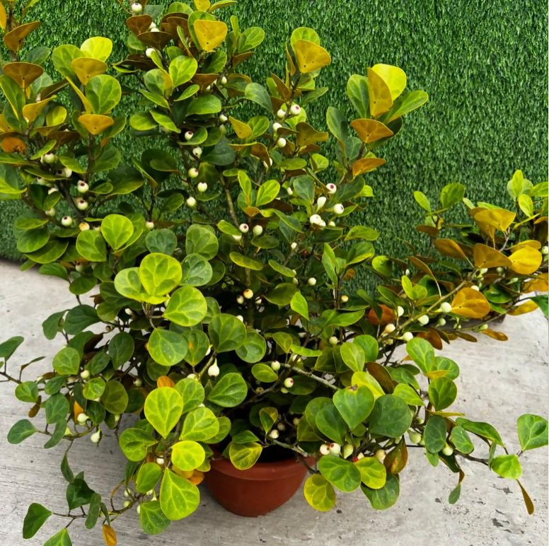Ficus Deltoidea gold- Golden Ficus- The Lush Flora