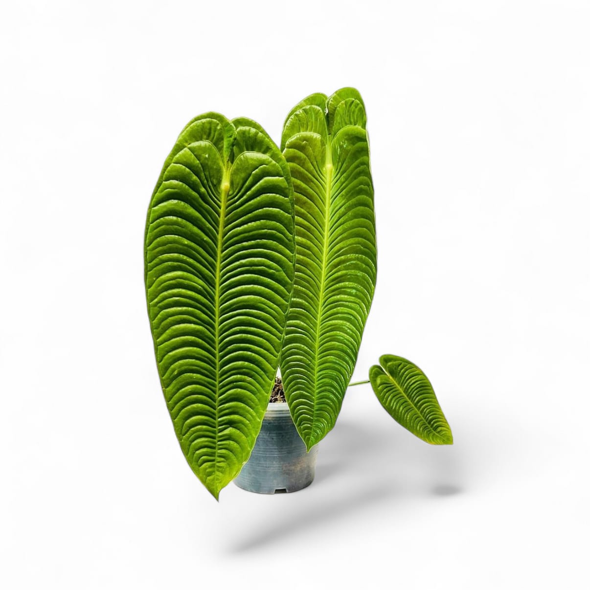 Anthurium King Veitchii Narrow healthy live foliage plant – Foliages India