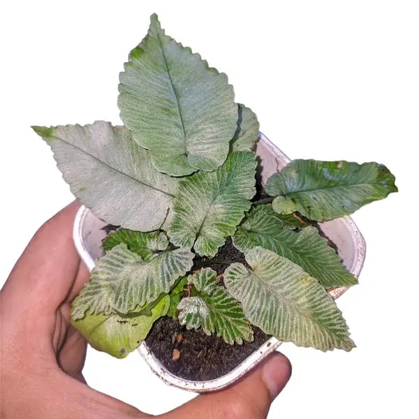 Diplazium Cordifolium Fern - Rare
