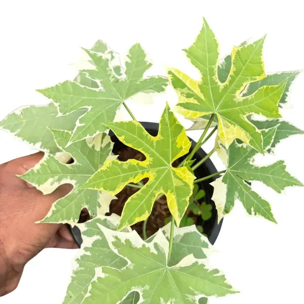 Variegated Maya Spinach Tree - Rare