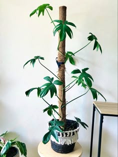 Philodendron pedatum