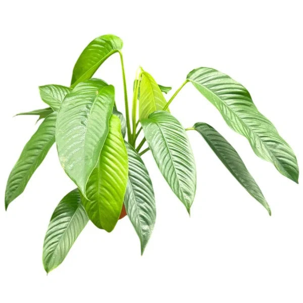 Raphidophora Hookeri - Rare plant