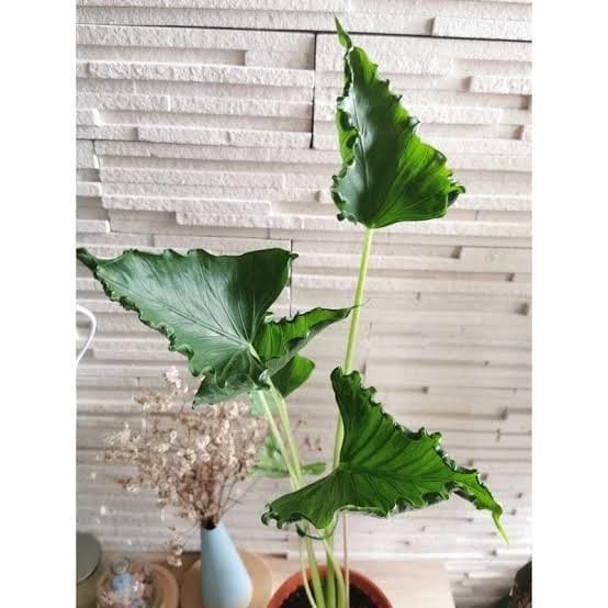 Alocasia Triangularis (Big)