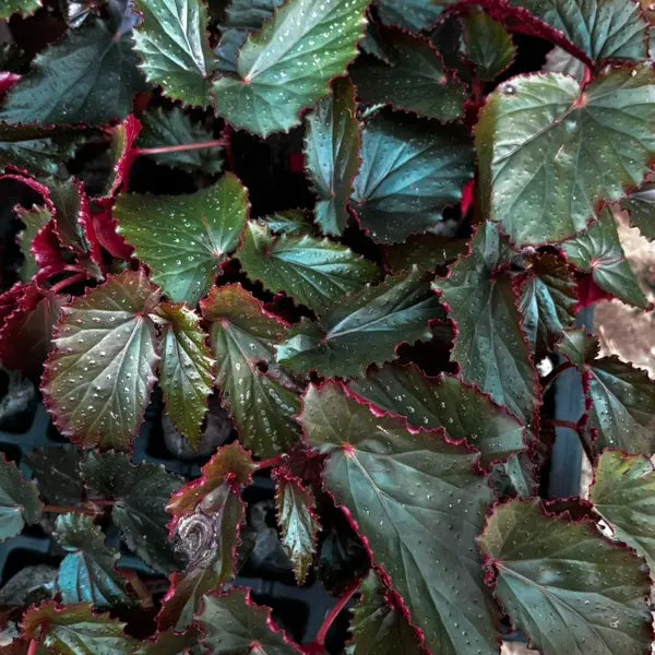 Begonia Black Magic