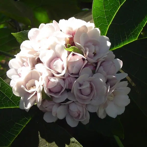 Hazari Mogra