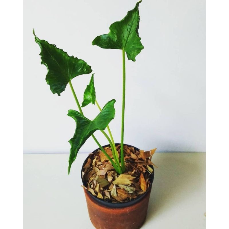 Alocasia Triangularis (Big)