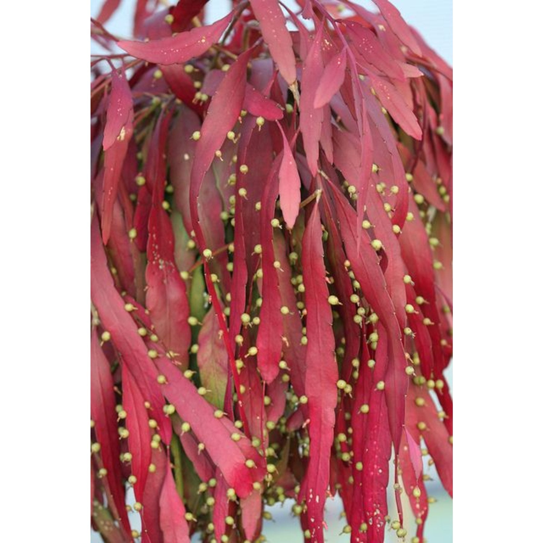 Pseudorhipsalis leaf details and texture – healthy indoor plant