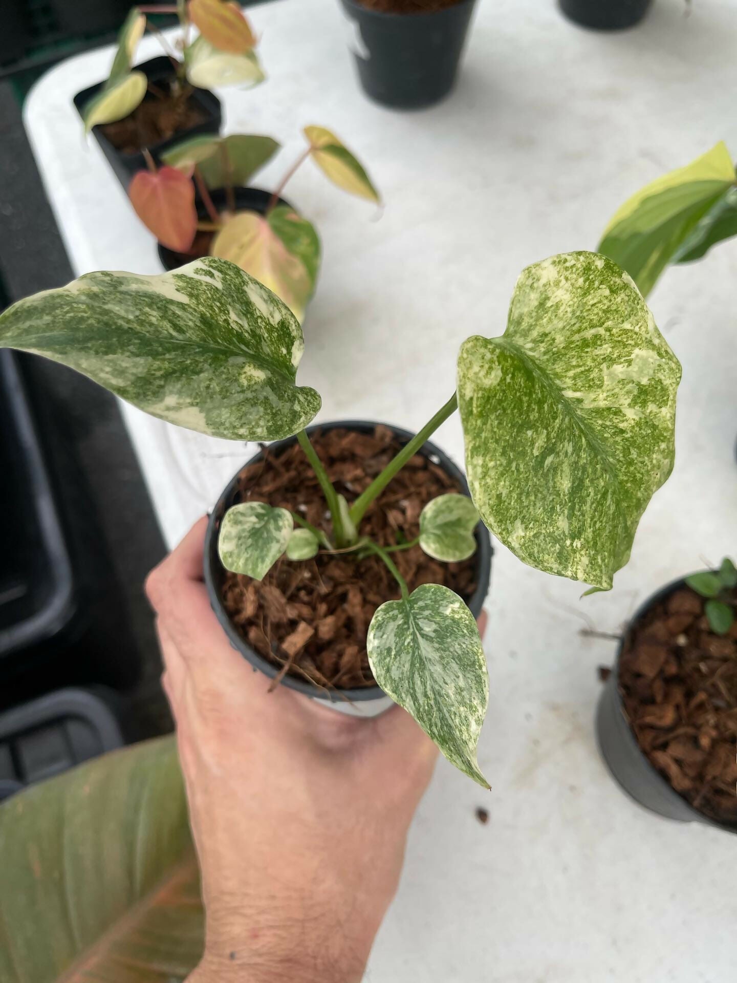 Monstera Deliciosa Legacy – Rare Collector's Plant - Aloevera Greens