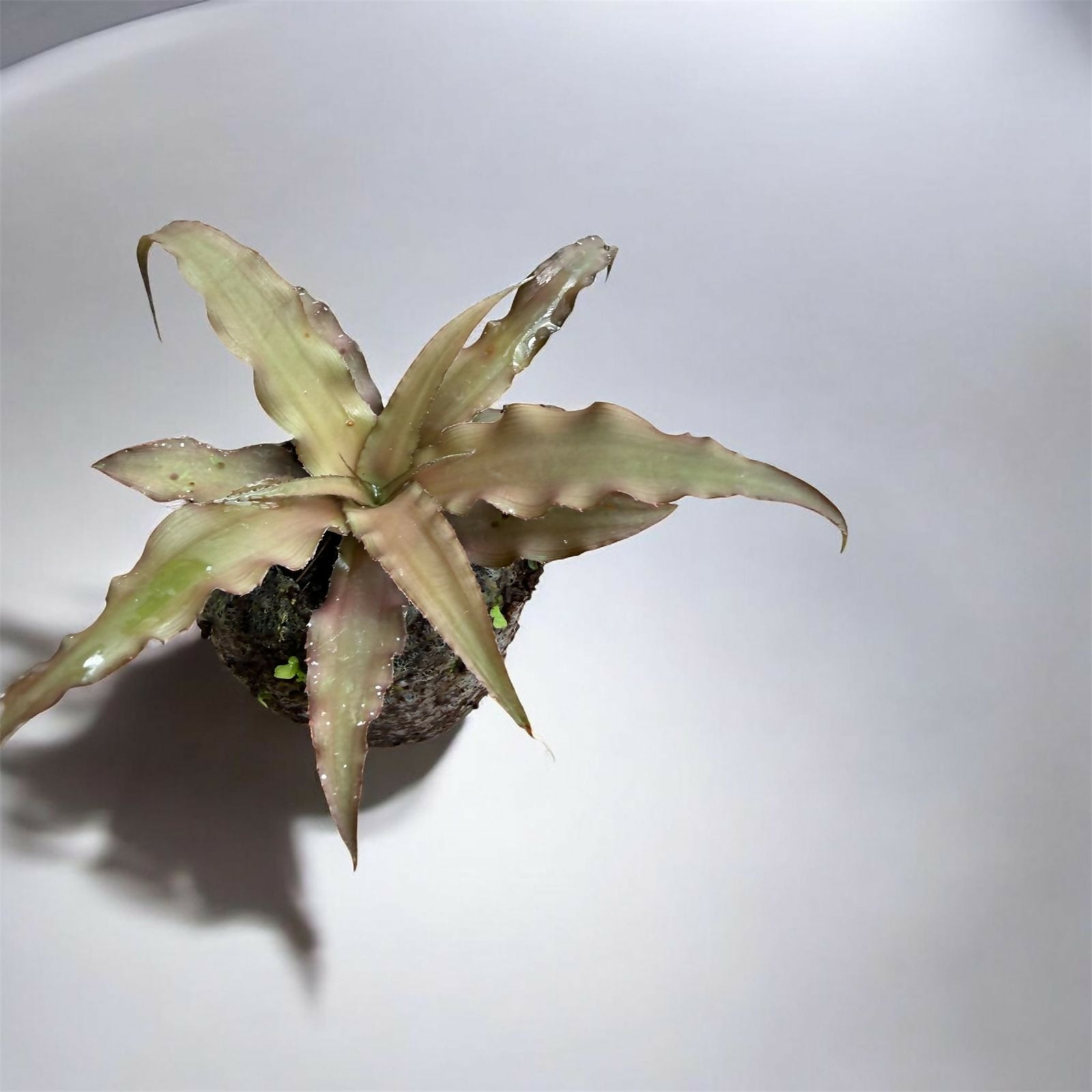 Cryptanthus combo- Jiffy sized