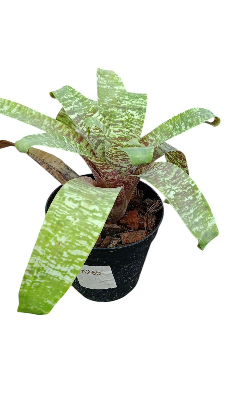 Bromeliad
