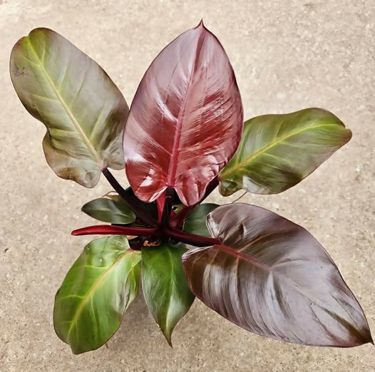 Philodendron Cherry Red Live Plant – Rare Starter TC Plant – Foliages India