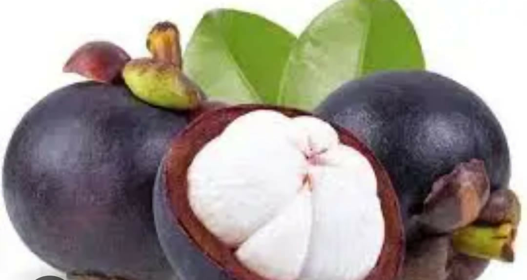 Mangosteen – The Queen of Live - Keyfarm Wayanad