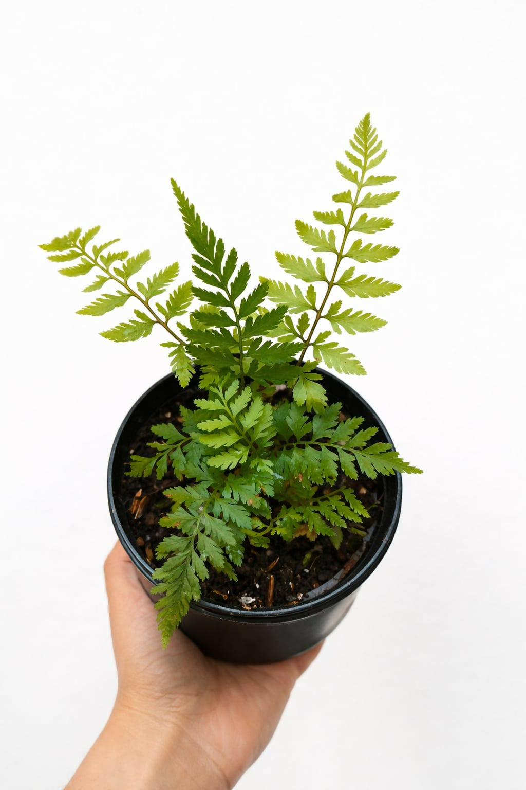 Japanese painted Fern