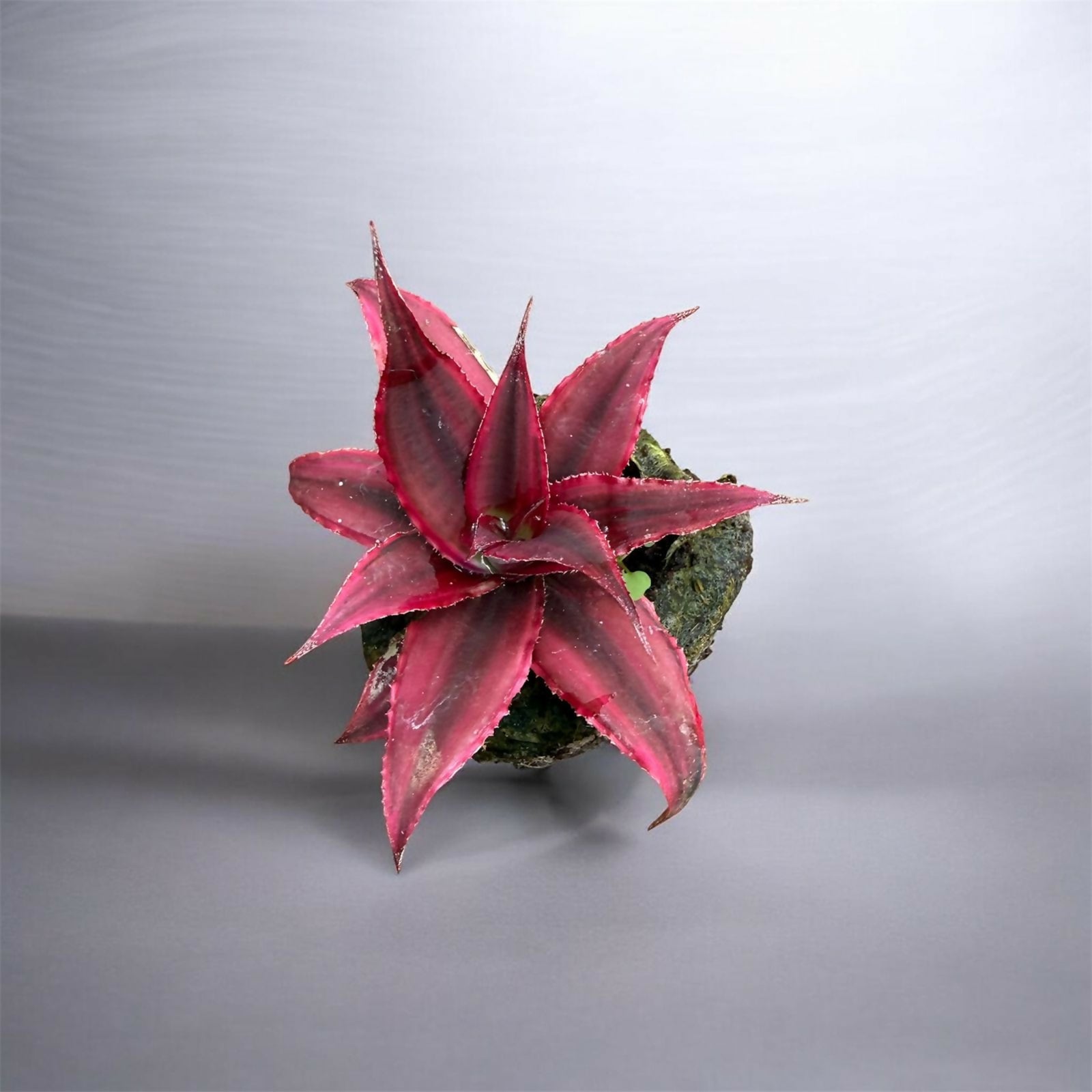 Cryptanthus combo- Jiffy sized