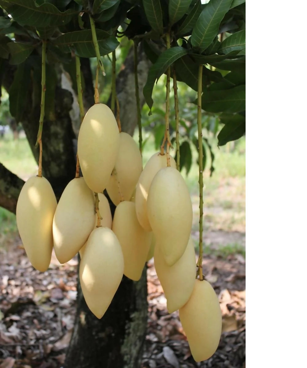 Nam Doc Mai Mango Live Plants