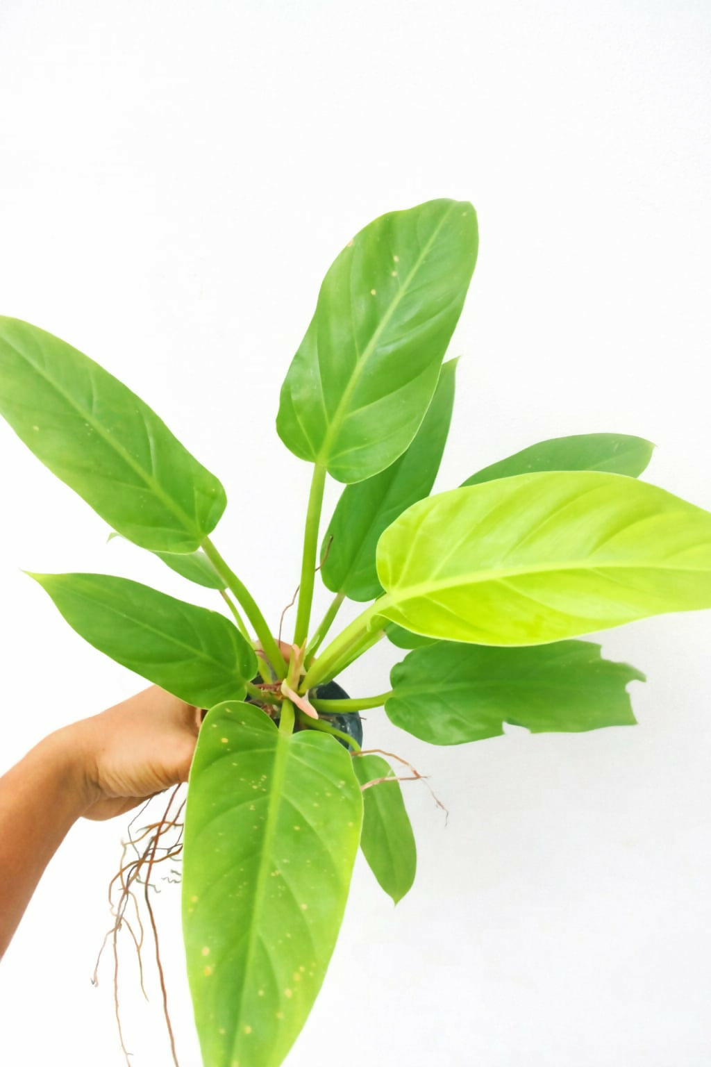 Philodendron Rush
