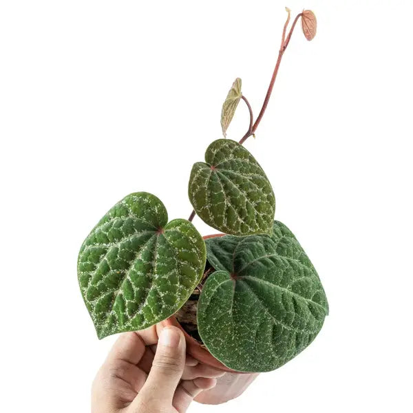Piper Porphyrophyllum - Rare