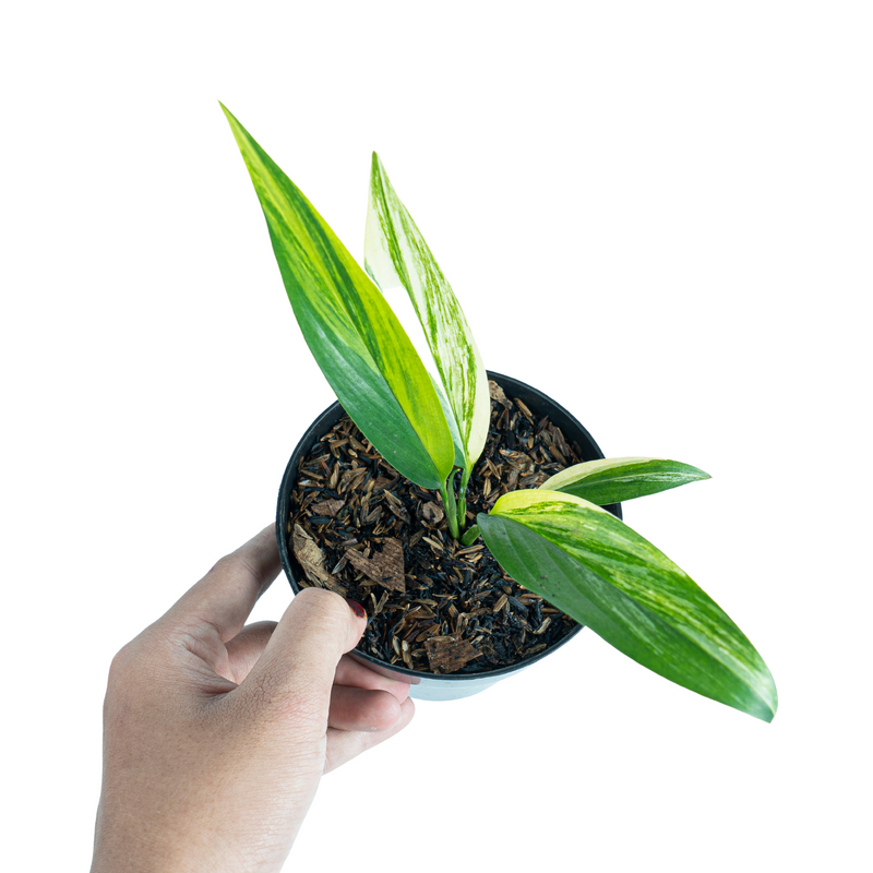 philodendron amplissimum variegated Philodendron Amplissimum Variegated – Foliages.in