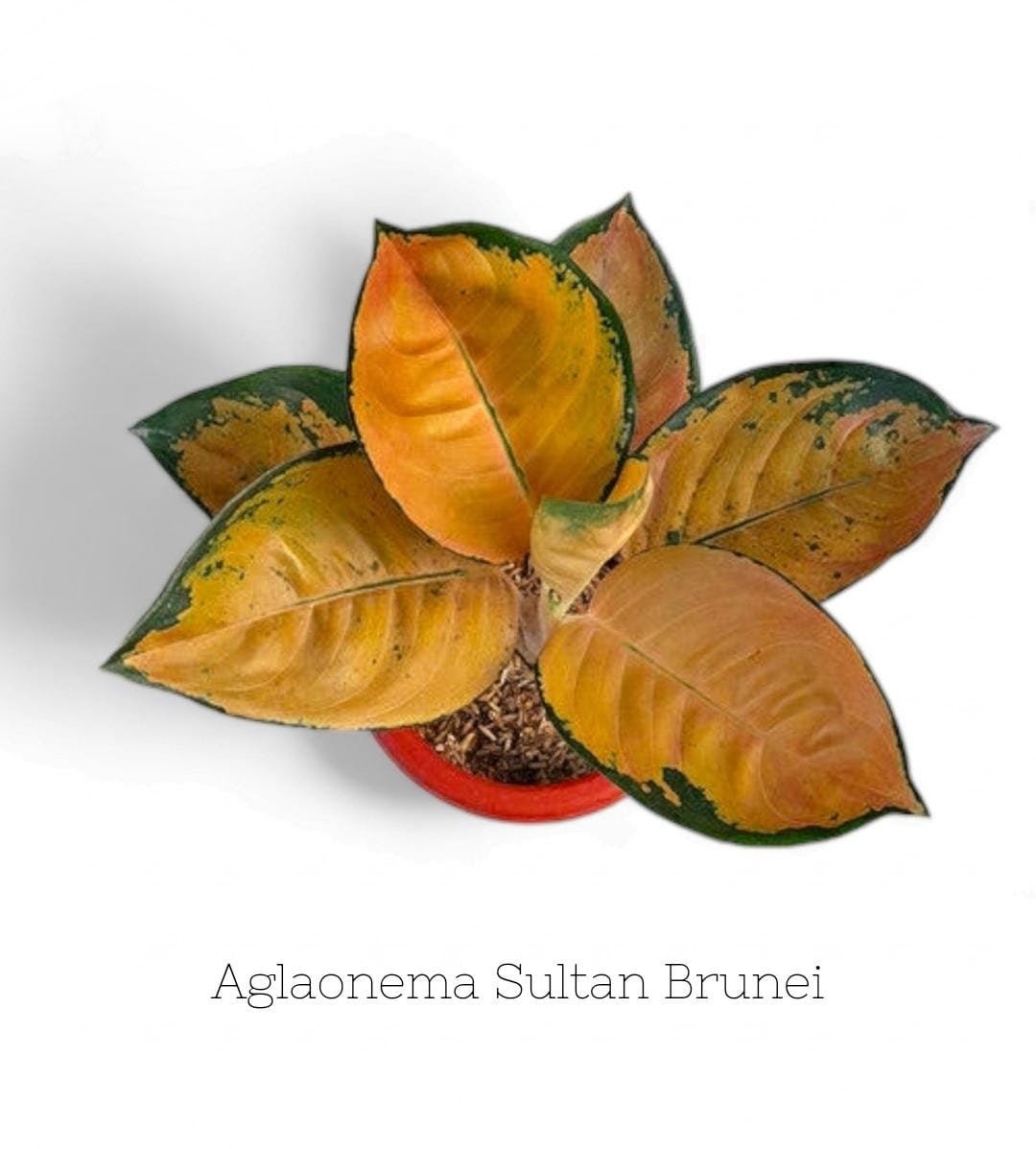 Aglaonema Sultan Brunei leaf details and texture – healthy indoor plant
