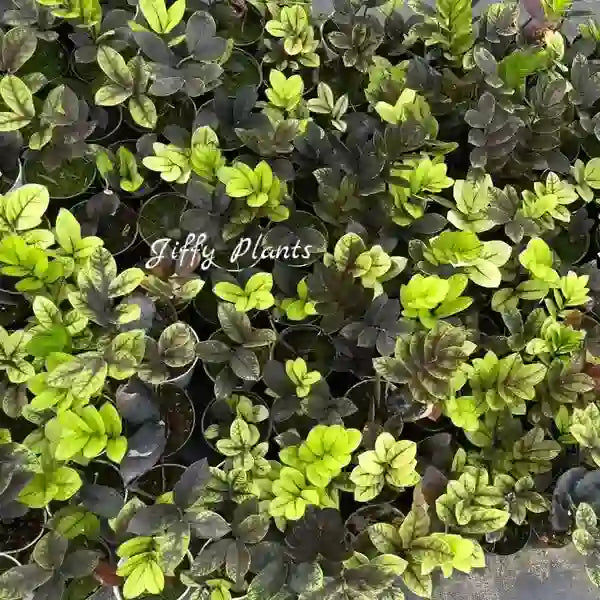 Black ZZ Aurea Plant