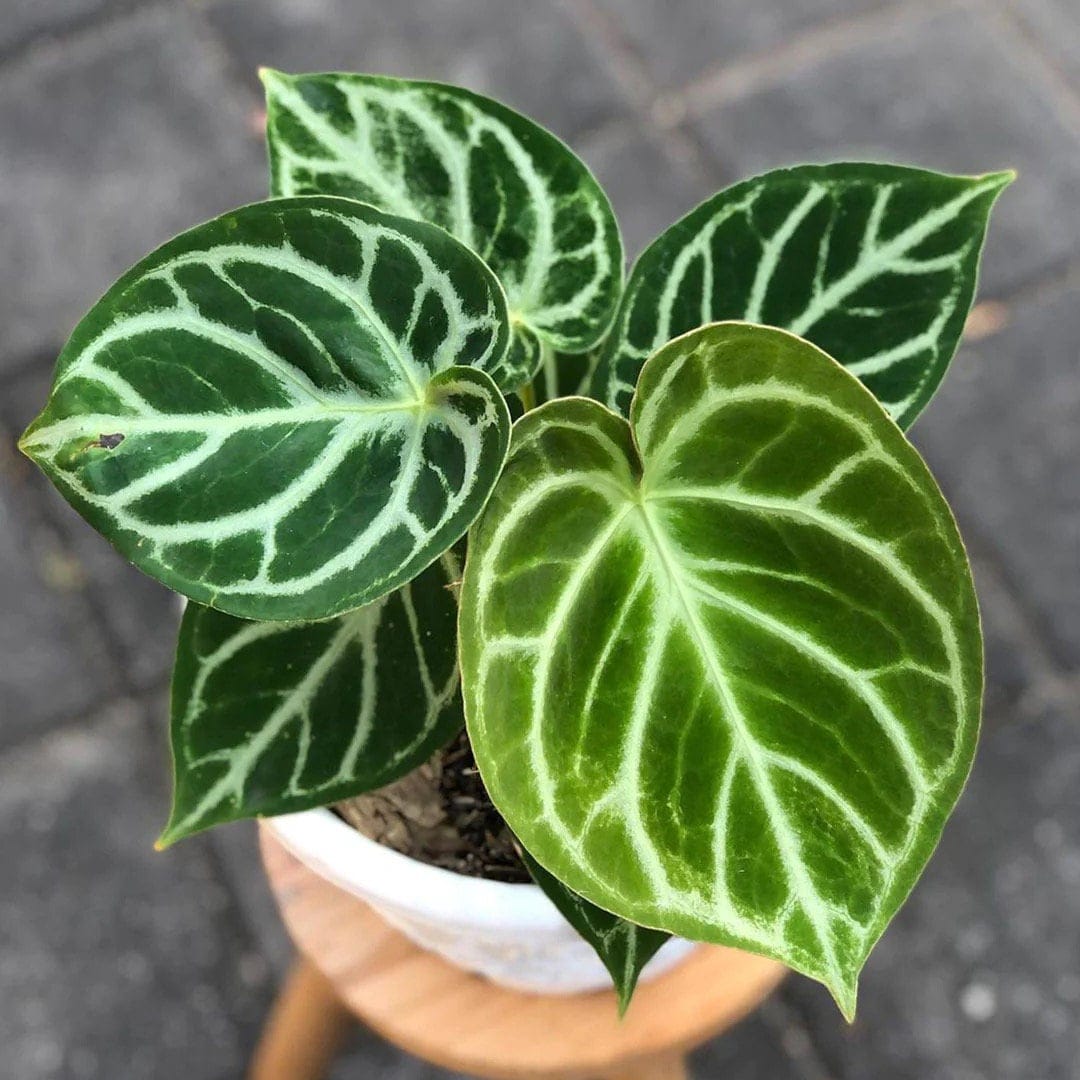 Anthurium Dorayaki healthy live foliage plant – Foliages India