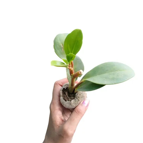 Baby Rubber Plant (Peperomia Obtusifolia)