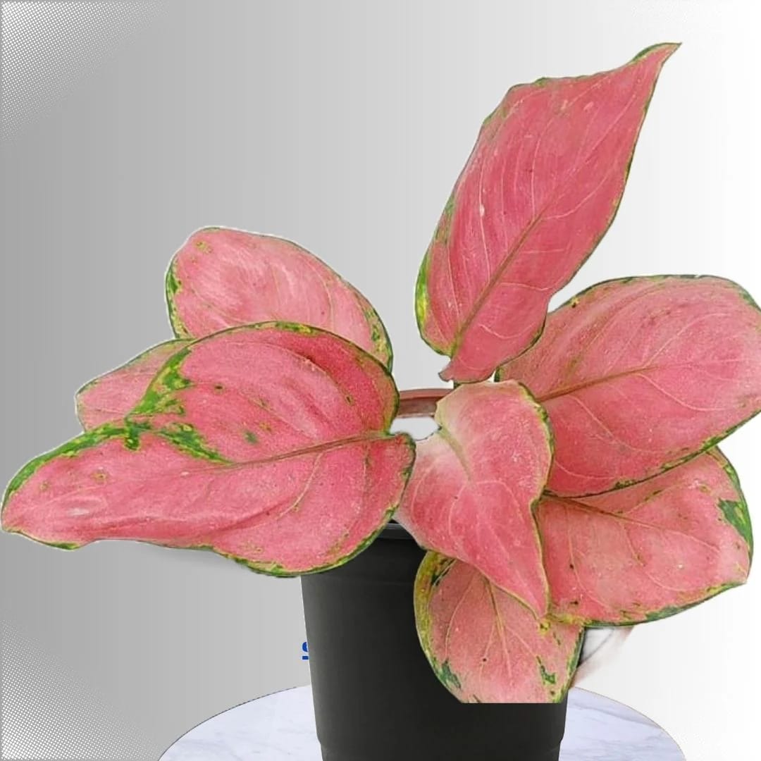 Aglaonema Pink healthy live foliage plant – Foliages India