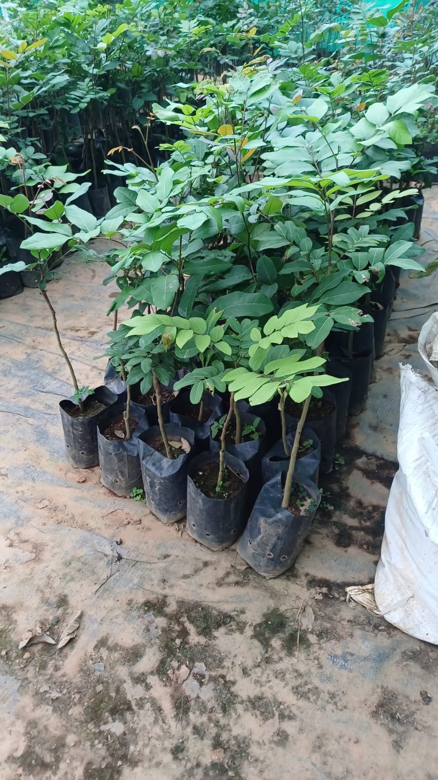 Bapcai Longan Fruit Plant - Commercial Variety - Keyfarm Wayanad