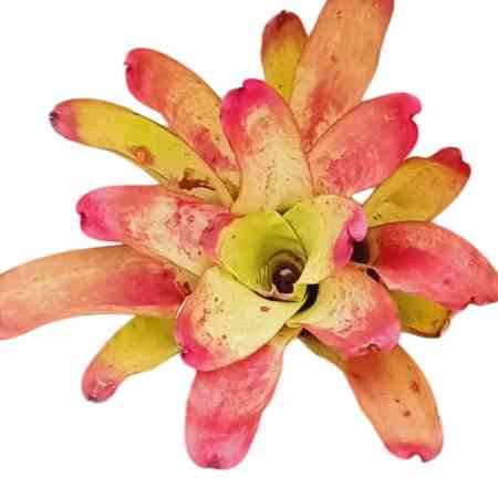 Bromelia yellow plant