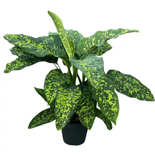 Dieffenbachia Cheetah - Rare