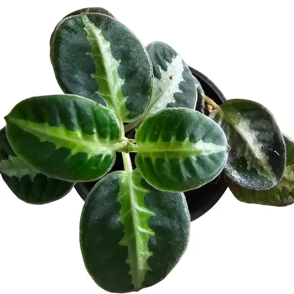 Argostemma sp White veins - Rare