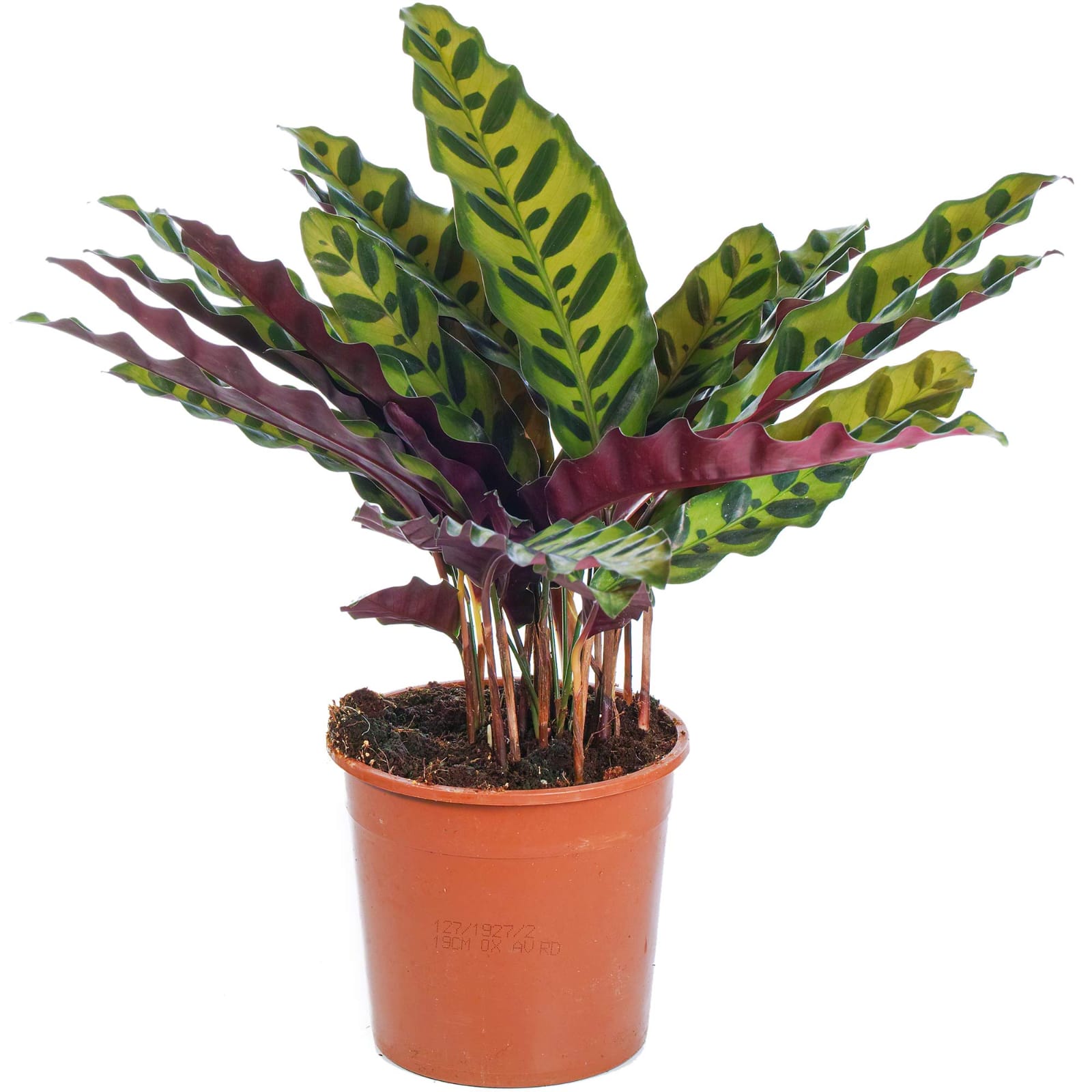 Calathea Insignise healthy live foliage plant – Foliages India