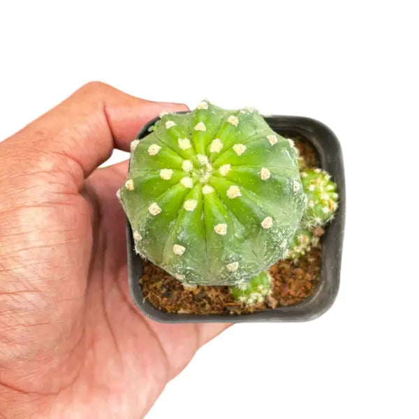 Echinopsis Subdenudata