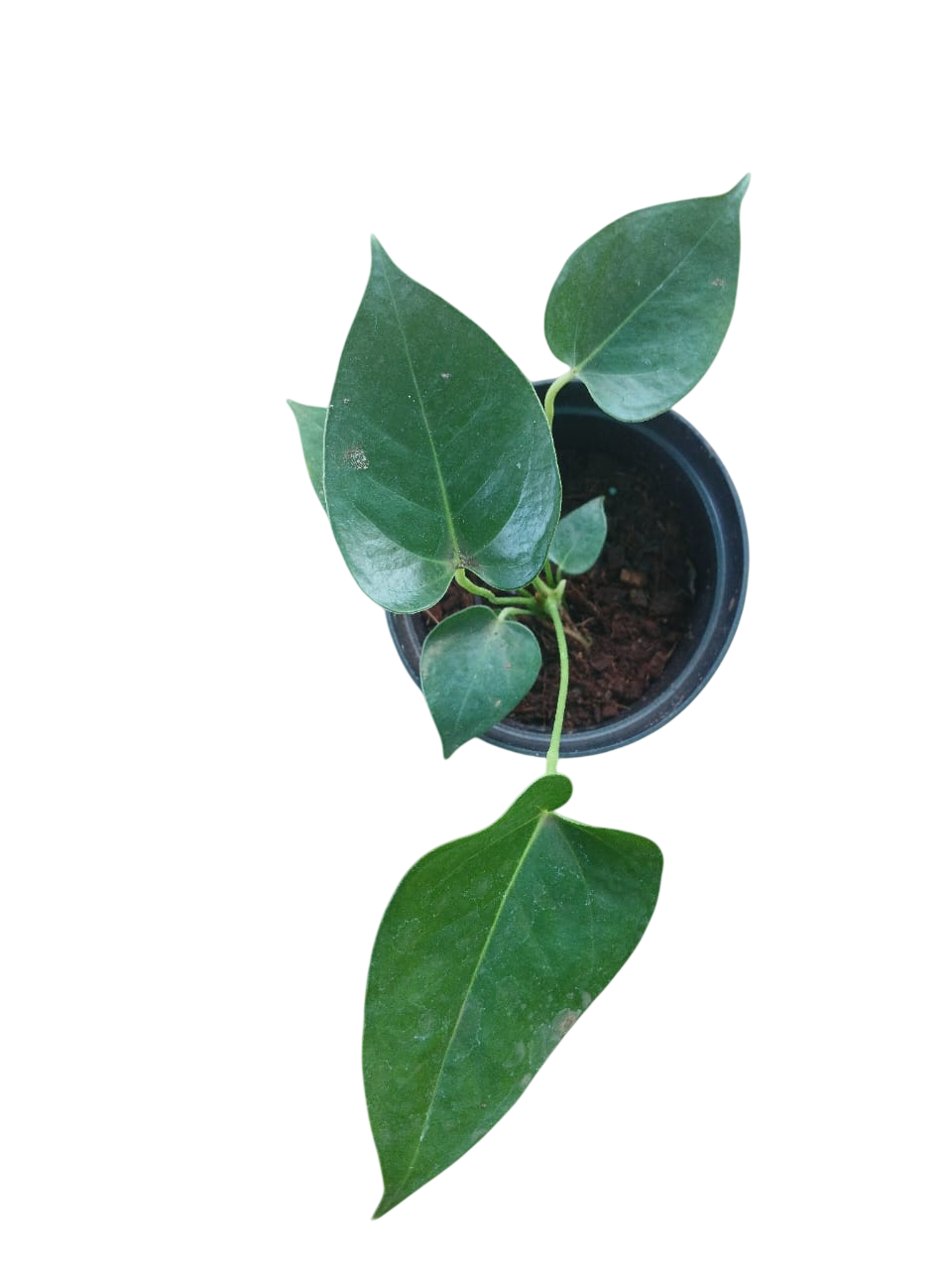 Anthurium Banderola Roja Lilli Red
