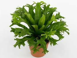 Asplenium crissie