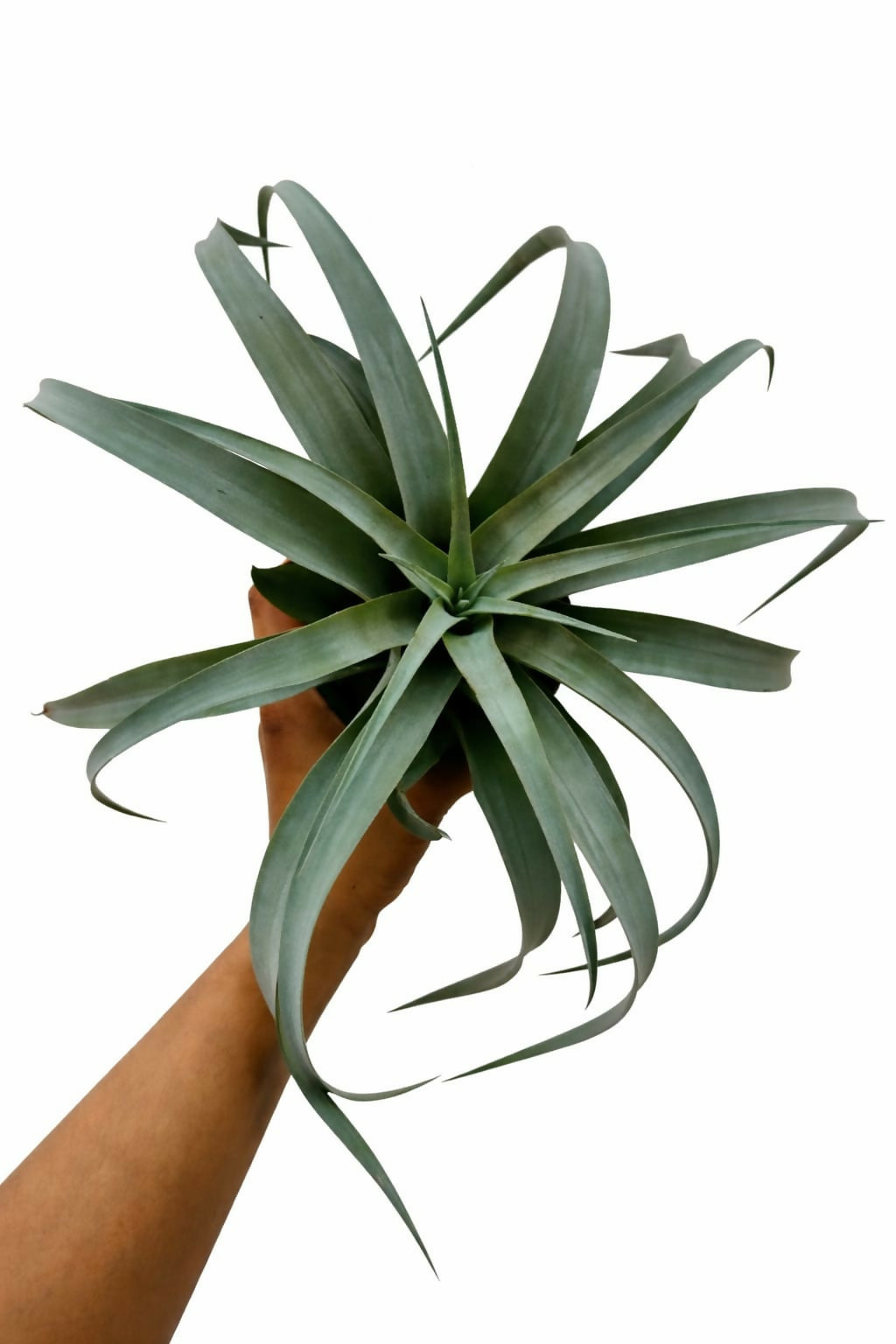 Tillandsia Capitata Silver Rose