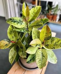 Ficus shivereana
