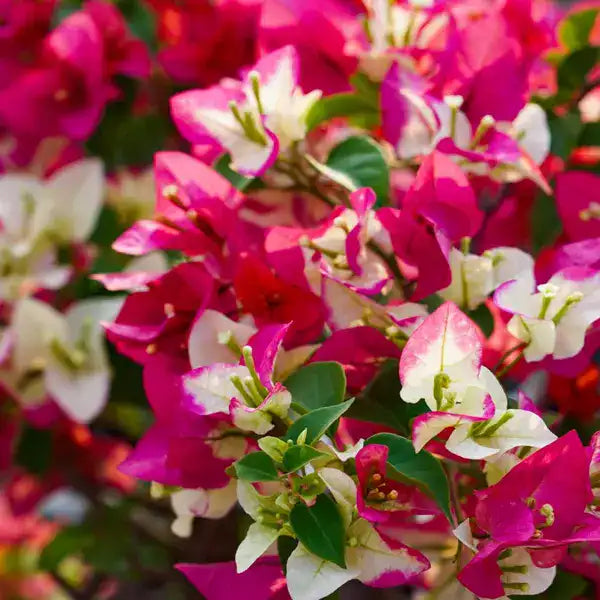 Bougainvillea 3 Star