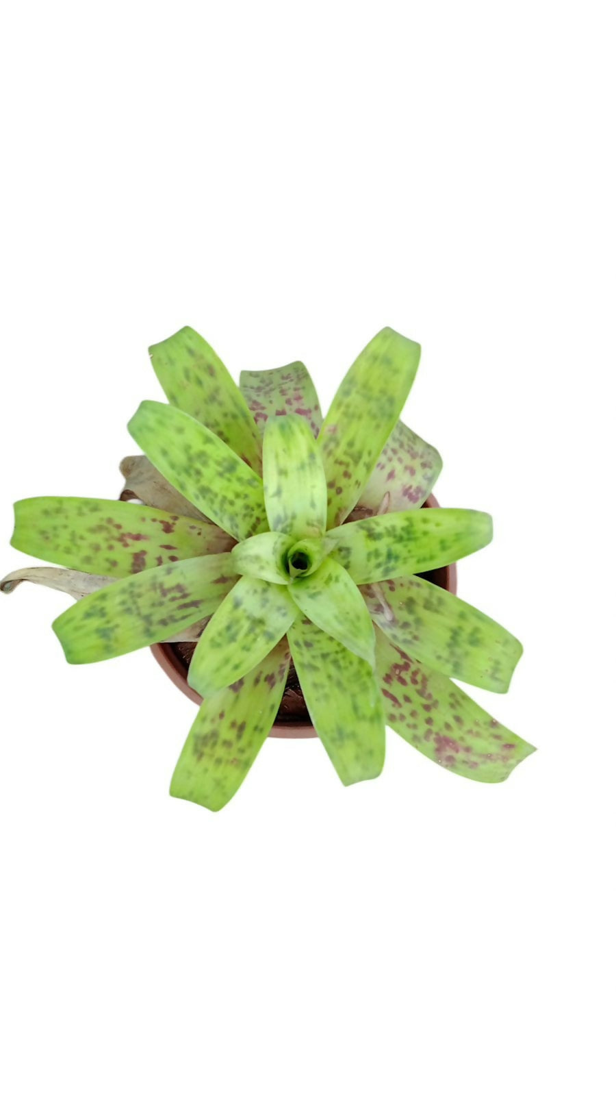 Bromeliad