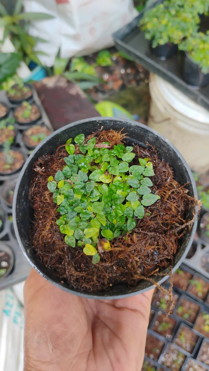 Ficus Pumila Minima - Rare Terrarium Plant