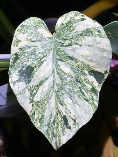 Monstera Deliciosa Snow White – Rare Collector's Plant - Aloevera Greens