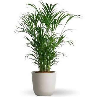 Areca Palm ‘Tropical Paradise’ (Dypsis Lutescens)