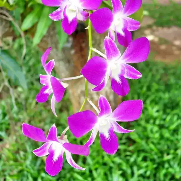 Dendrobium (DS-009)