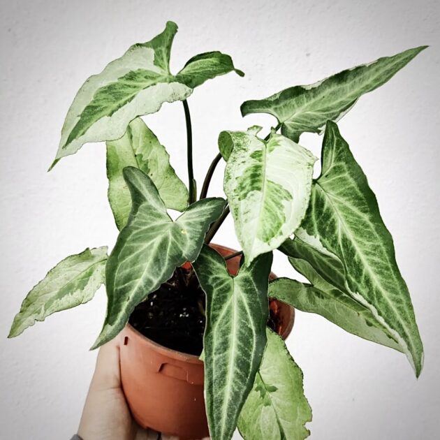 Syngonium three kings