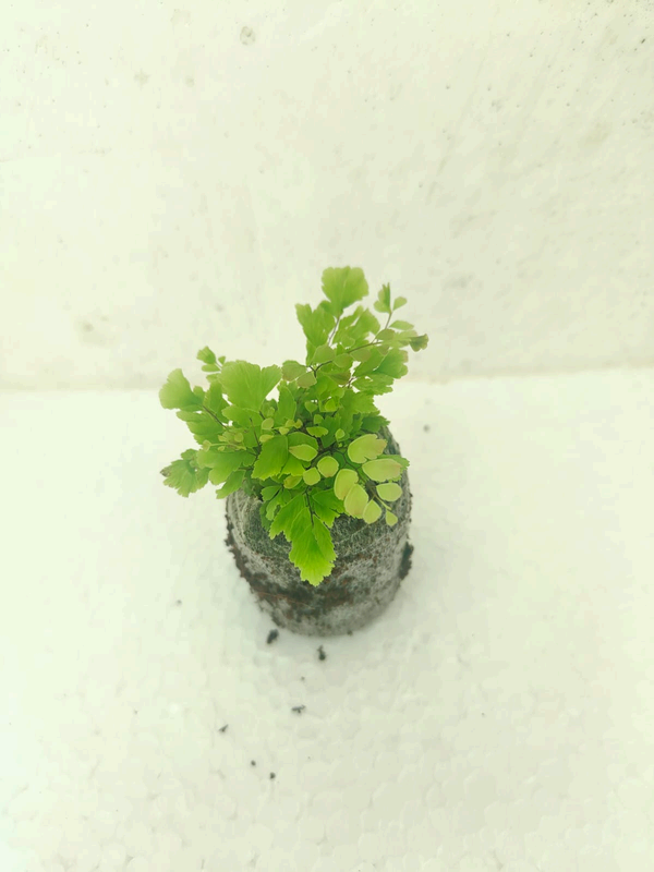 Peacock Fern foliage detail – healthy tissue culture houseplant – Foliages India