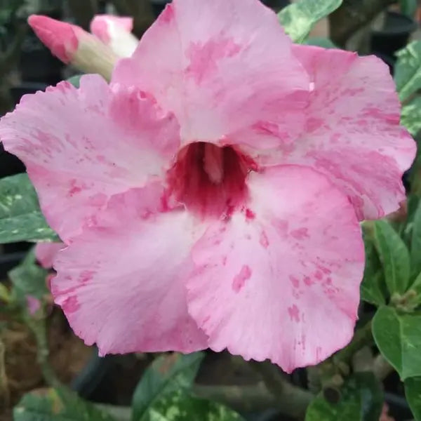 Adenium Plant - 41
